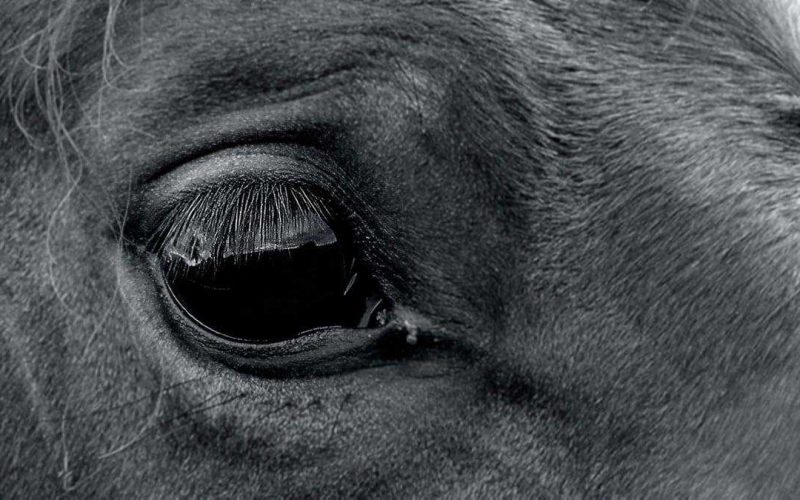 Почему нужно выбрать Golden Horse